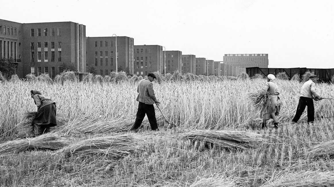 Chronicle 1946: Wheat harvest at the Wolfsburg plant