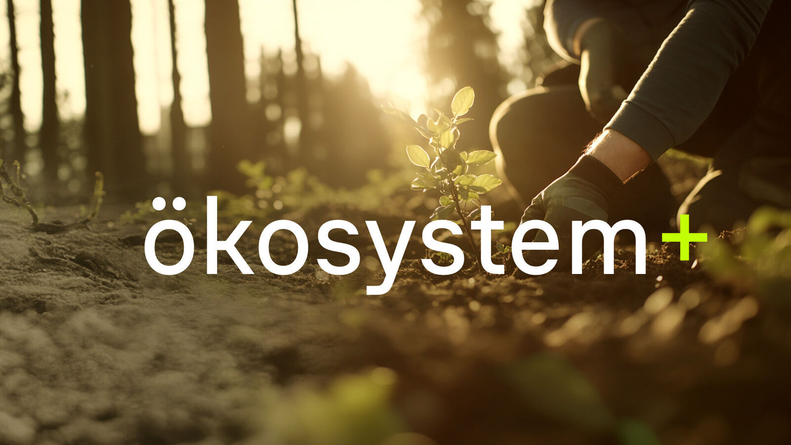 Ökosystem
